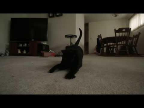 Tink vs  The Red Dot in slow motion (Sony FS7)