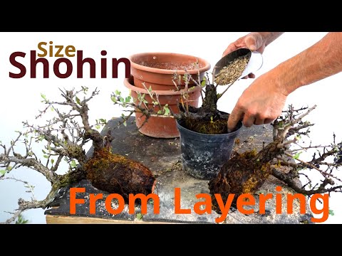 Shohin size bonsai from air layering