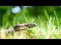 Smooth Snake Coronella Austriaca Encounter Poland