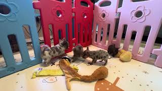 Video preview image #4 Chihuahua Puppy For Sale in CHARLESTON, AR, USA