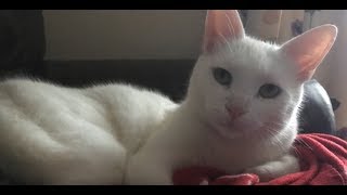 Big Bowl in the Sky AJMV - cavetown ( READ DESCRIPTION )