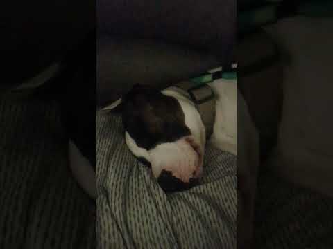 puppy #spedup #music #nightcore