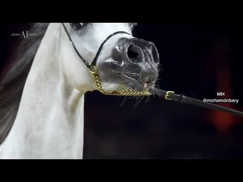 دي شرار من الاب دي سراج مشاءالله D SHARAR د شرار من الاب د سراج WOOW🔥♥️