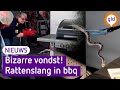 Deze mensen schrokken zich kapot toen er slang in hun barbecue zat