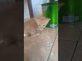 Kitten Meowing Orange Kitten Meowing Loudly So Cute