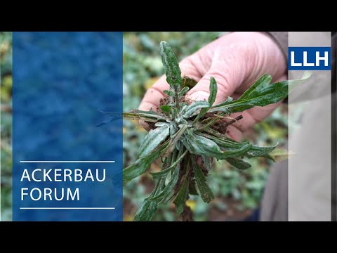 Arable Farming Forum - Winter Check Rapeseed (Early Sowing Date)
