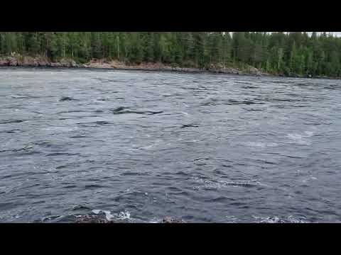 Jockfall status 2022 August