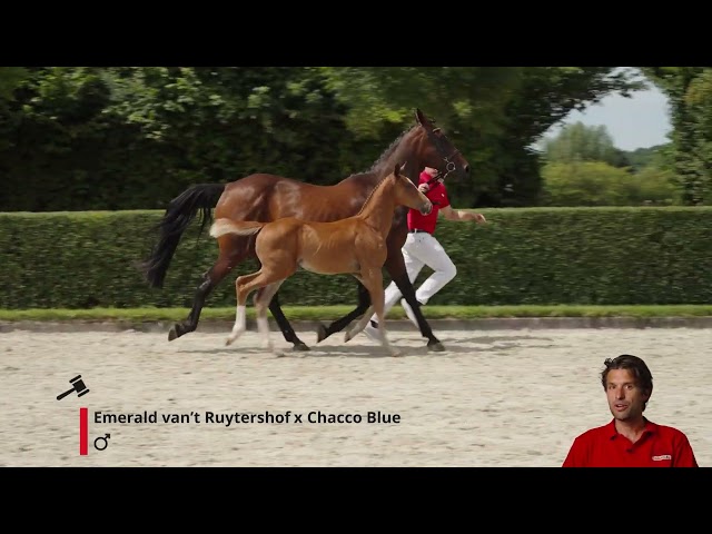 Evander Field Z