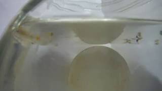 大肚魚吃蚊子 (2015.09.08)