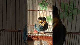 Download lagu Tengkek buto suara kuntilanak masteran cendet kuntilanak panjang mp3