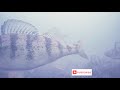 Video Thumbnail for Yellow Perch /Underwater Camera  #underwatercamera #icefishing