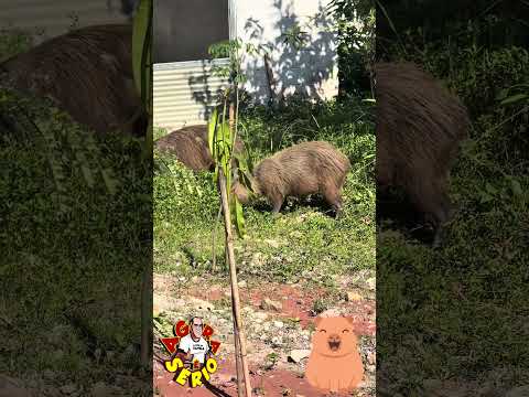 RECANTO DAS CAPIVARAS EM JUQUITIBA FOI VISITADO PELOS SEUS DONOS É JUQUITIBA QUERENDO DAR CERTO
