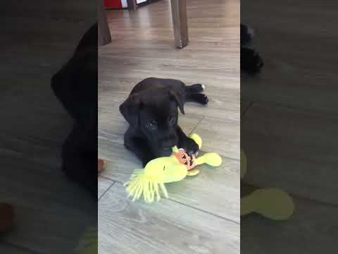 Lawson, an adopted Labrador Retriever & Border Collie Mix in Arnold, MO_image-1
