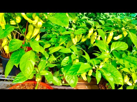 De Marfa Malva Lipia Alba 👑 van 🇳🇱 : The Madame Jeanette 🌶 Greenhouse and Marva - Groningen 2020