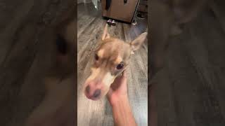 Video preview image #1 Chihuahua-Unknown Mix Puppy For Sale in Sanford, FL, USA