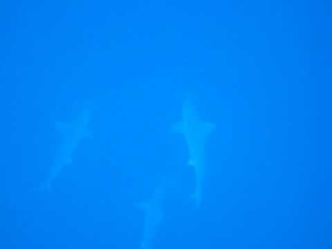 Jackson Reef, Jackson Reef (Straße von Tiran),Ägypten