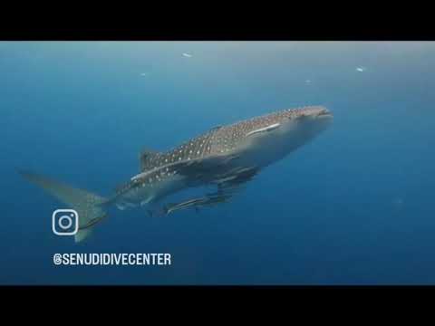 Whale Shark at Redang island Malaysia 2023