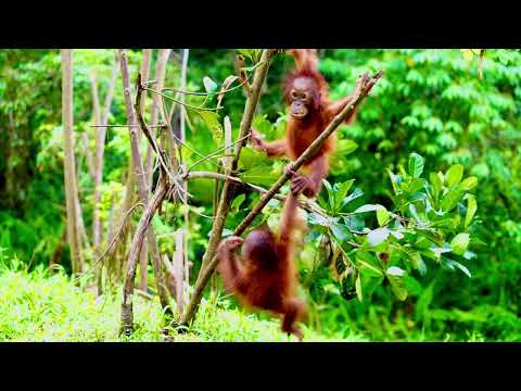 Cinta and Arto hang out at Baby orangutan Jungle School