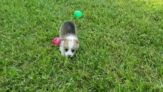 Video preview image #1 Pembroke Welsh Corgi Puppy For Sale in CLARK, MO, USA