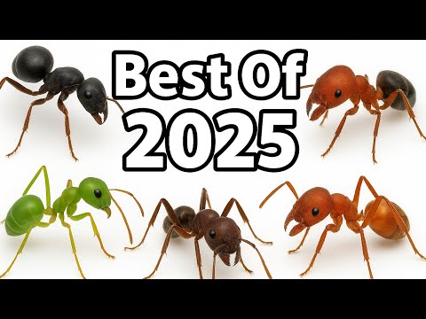 My Best Ant Videos of 2025!