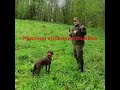 Подранок самца косули. Поиск. Как это происходит и как это бывает. Подранок самца косули. Поиск. Как это происходит и как это бывает.