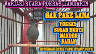 Download lagu MACAM MACAM SUARA POKSAY MANDARIN GACOR PALING PASS UNTUK PANCINGAN DAN PIKAT mp3