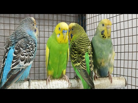 12 hours of budgie sounds to encourage your parrot to eat and sing Budgies Singing