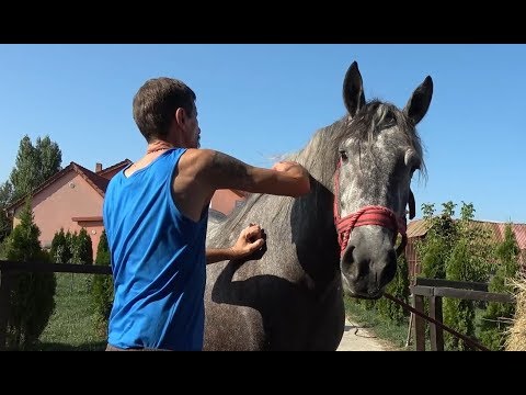 Caii lui Alin Blaga de la Corod, Satu Mare  - 2019 Nou!!!