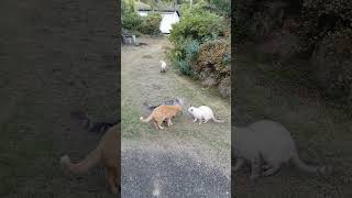 田舎