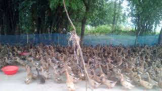 হাঁস খামারের ভিডিও-৩
