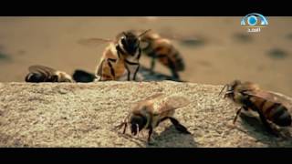 صورة أريد أن أكون مؤثرًا | ياسر الحزيمي