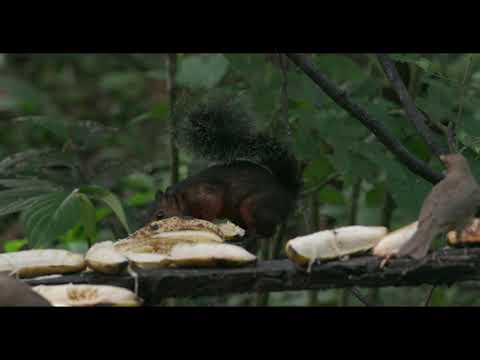 Squirrel -  Sciurus variegatoides