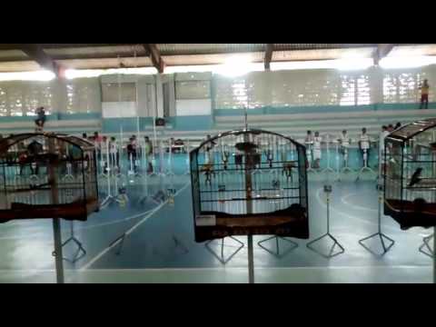 Coleiro Android no torneio regional em Teixeira de Freitas