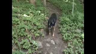 preview picture of video 'A Dog Walking The Trails'