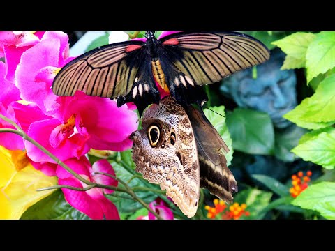 Lepidoptera - Butterflies