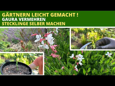 Gaura Prachtkerze vermehren Stecklinge selber machen