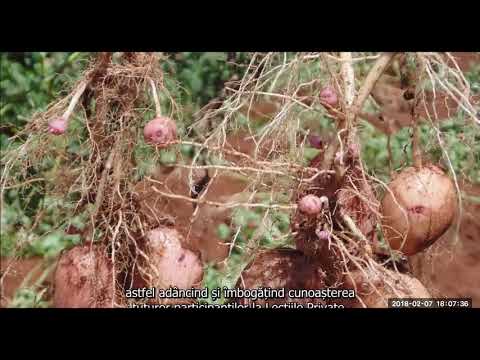 2018 02 07 PM Public Teaching in Romanian - Cursuri publice în română