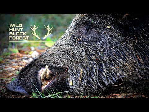 Drückjagd auf Schwarzwild 2020 - Kurzfilm / WildHuntBlackForest