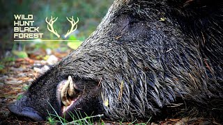 Drückjagd auf Schwarzwild 2020 - Kurzfilm / WildHuntBlackForest