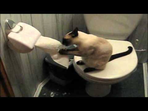 Keturkojis šou, rubrika ZooZoo- 14 laida