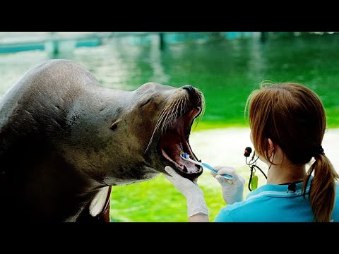 Video Thumbnail: Seal at Hungarian zoo brushes teeth