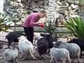 Pigs Nicely Share Food During Treat Time