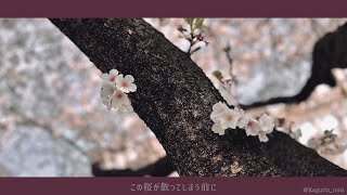 - この桜が散ってしまう前に - inst No.002