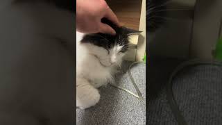 ちょっと眠たい猫【ノル猫ミロシー】 #shorts