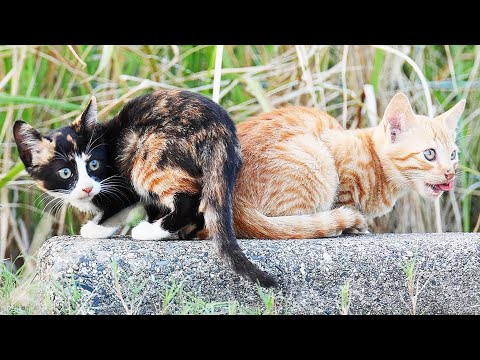 ボランティアさんがたくさんの猫たちへエサやりする さくらねこたちと野良猫たちへのエサやり