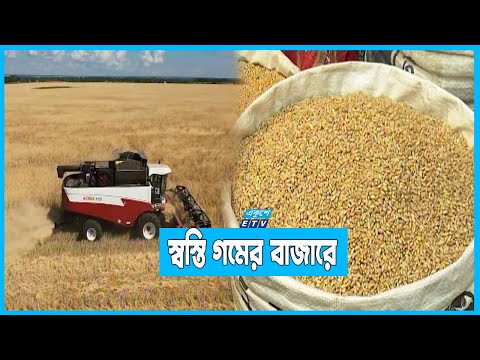 গমের দাম প্রতি মণে কমেছে প্রায় ৩শ’ টাকা | ETV News