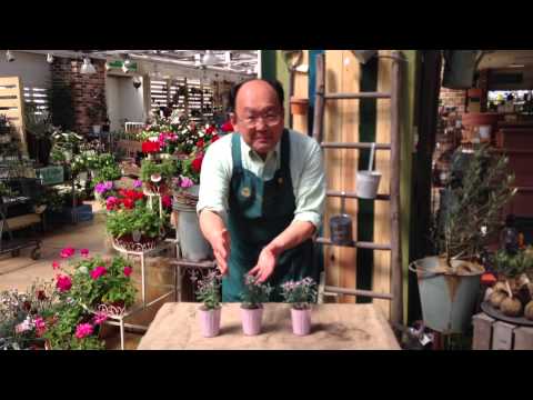 ツツジに水をやる方法は？シャクナゲの水やりにシートを貼って成功！  庭園