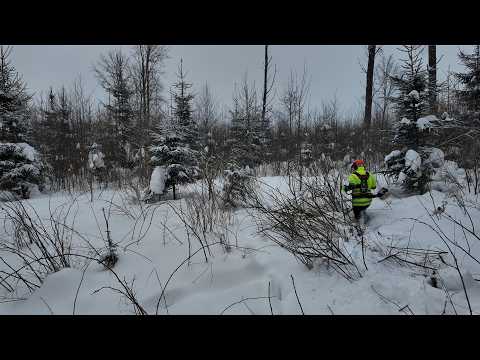 Clearing the Forest Step by Step 🌲💪(Day1)