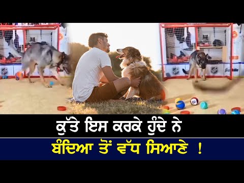 ਕੁੱਤੇ ਇਸ ਕਰਕੇ ਹੁੰਦੇ ਨੇ ਬੰਦਿਆ ਤੋਂ ਵੱਧ ਸਿਆਣੇ !