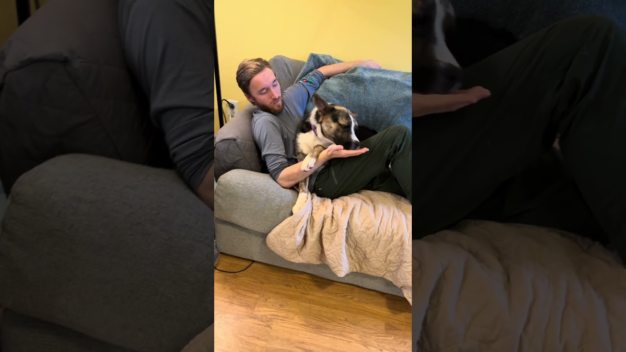 Enlarge Elf - Pending Adoption, a ADOPTABLE mixed breed in Nashville, TN video 4/6